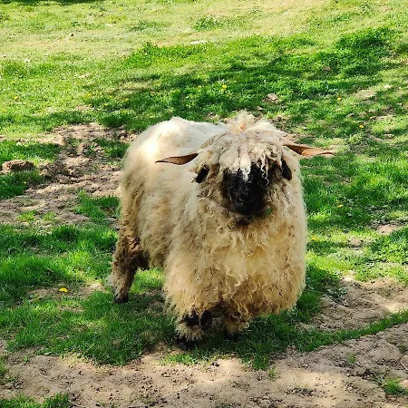 Tiny House Le Petit Nid Du Pré Chalet