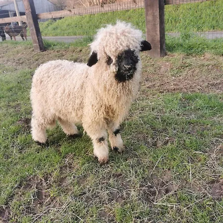 Tiny House Le Petit Nid Du Pré Chalet *