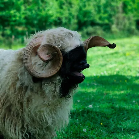 Tiny House Le Petit Nid Du Pré Chalet *