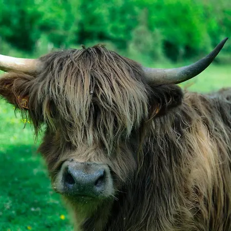 Chalet Tiny House Le Petit Nid Du Pré Saint-Remy (Calvados)