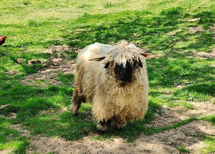 Tiny House Le Petit Nid Du Pre شاليه