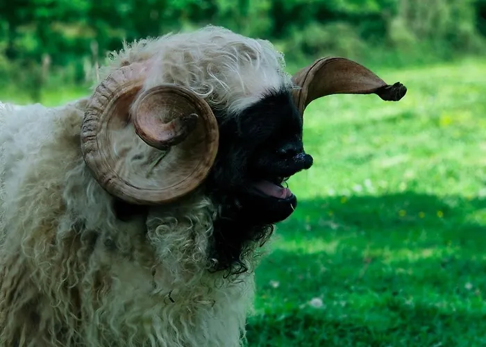 Tiny House Le Petit Nid Du Pre Chalet *