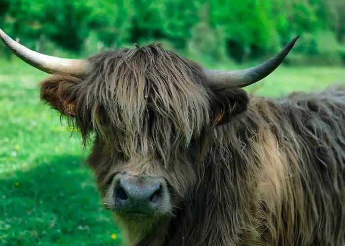 Chalet Tiny House Le Petit Nid Du Pre Saint-Remy (Calvados)